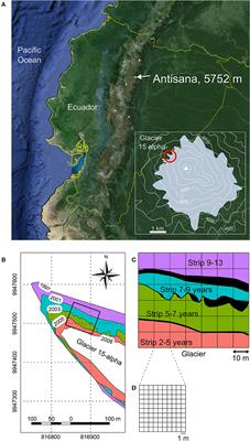 Living at the Edge: Increasing Stress for Plants 2–13 Years After the Retreat of a Tropical Glacier